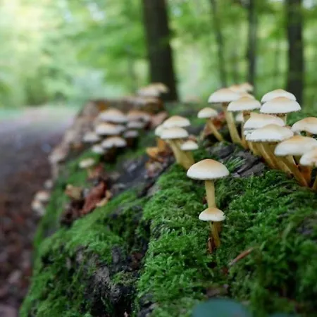 לינה וארוחת בוקר & Breakfast