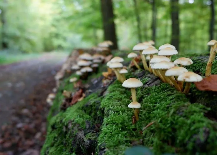 Bed & Breakfast & Breakfast